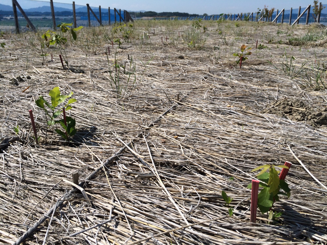 ちらほら雑草が生える防災緑地の写真1